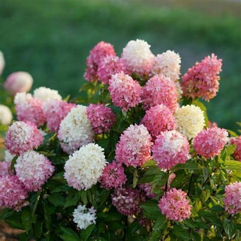 Hydrangea Paniculata ‘zinfin Doll’ Coastal Gardens