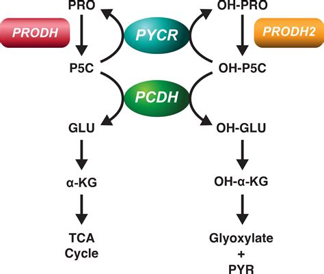 Frontiers The Regulatory Mechanisms Of Proline And Hydroxyproline