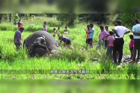 为什么大象死后尸体不能碰？外国男子不信邪，下一秒悲剧了！外国尸体大象