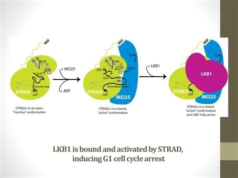 Key Points LKB1 Regulates Cell Polarity And Functions As A Haplo