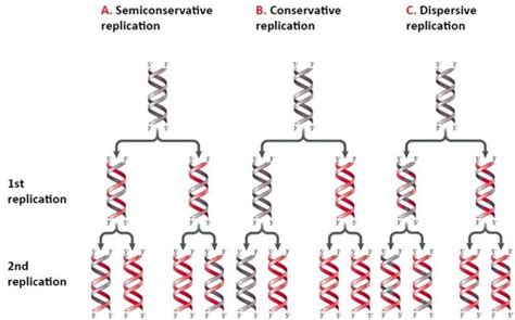 Ch 11 Dna Replication And Recombination Flashcards Quizlet