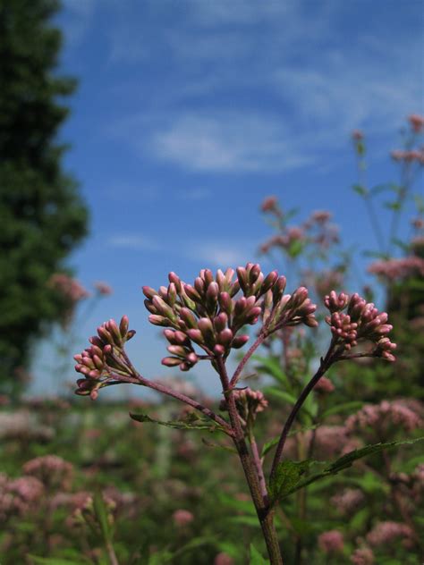 Free Images Tree Nature Grass Branch Blossom Meadow Prairie