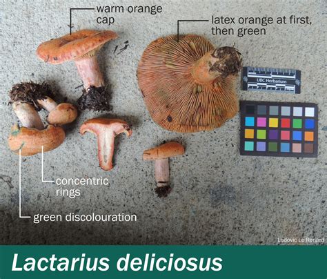 Lactarius Deliciosus Mushrooms Up Edible And Poisonous Species Of