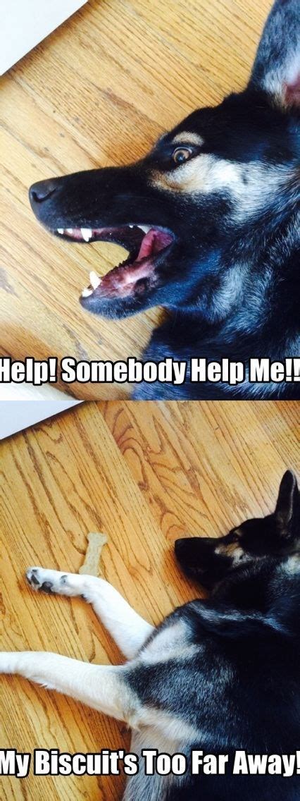 25 Goofy Memes Of German Shepherds That Will Make You Laugh All Day