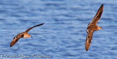 Lavocedimanduria It Manduria Coppia Di Piovanelli In Volo Salina