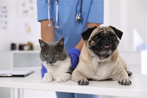 Check Up Veterinário Entenda Como Funciona Petlove