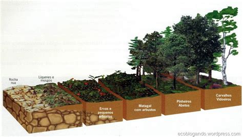 Sucess O Ecol Gica Eu Quero Biologia