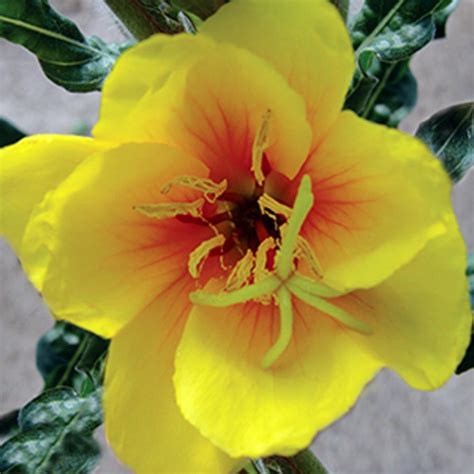 Oenothera Versicolor Sunset Boulevard White Flower Farm