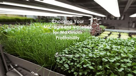 microgreens business plan  ultimate guide  profitable growth