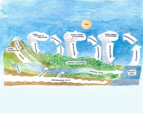 Rainforest Water Cycle Diagram