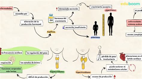 Enfermedades Que Afectan Al Sistema Endocrino Biologia 3 Secundaria