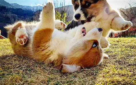 Playing corgi pups (Bebop Corgis, Italy) : r/BabyCorgis