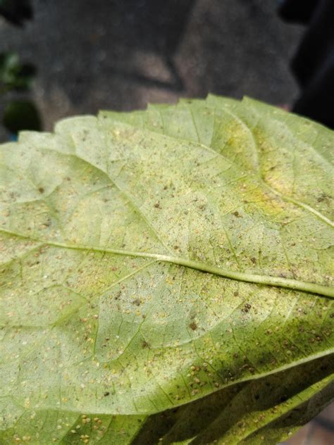 Aphids On Hibiscus Flowers