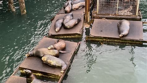 Newport Sea Lion Docks Destroyed In Winter Storm Kgw