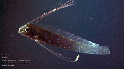 Photo of the Day ~ The Mysterious Oarfish! | Mission Blue