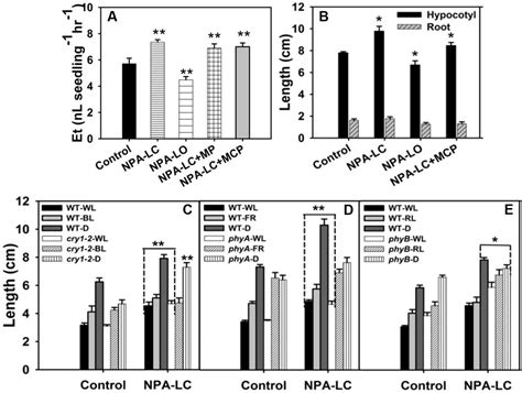 N Naphthylphthalamic Acid Stimulates Tomato Hypocotyl Elongation