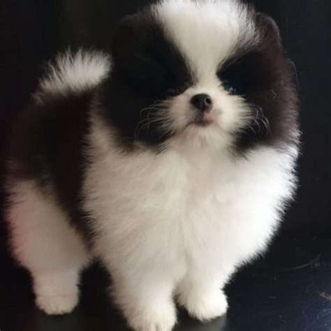 Teacup Pomeranian for sale uk | Locozuna