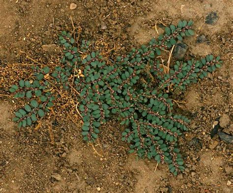 QUEBRA PEDRA Rasteira Euphorbia Prostrata Aiton Em 2023 Quebra Pedra