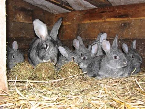 Treating the disease in rabbits pasteurellosis symptoms