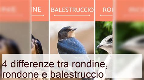 4 Differenze Tra Rondine Rondone E Balestruccio I Miei Animali Youtube