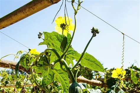 Bucha Vegetal Redonda Aprenda Curiosidades Sobre Essa Planta E Veja