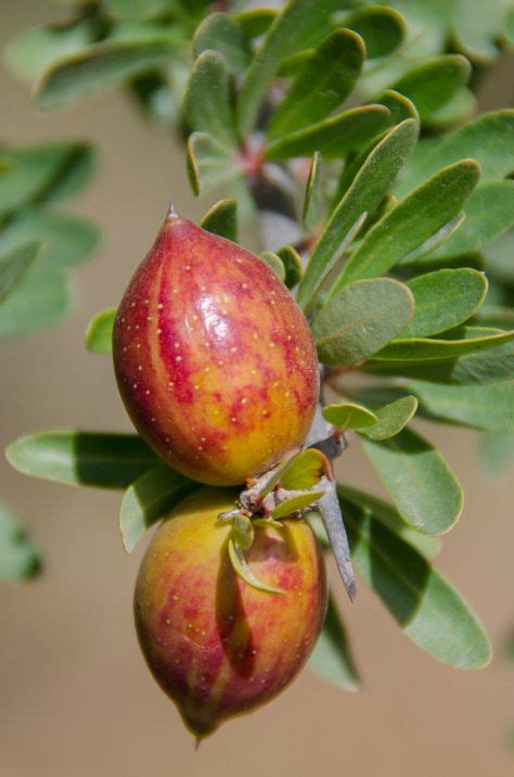 25 Flora in the Anti-Atlas Mountains of Morocco ideas | argan tree, wild flowers, beautiful flowers