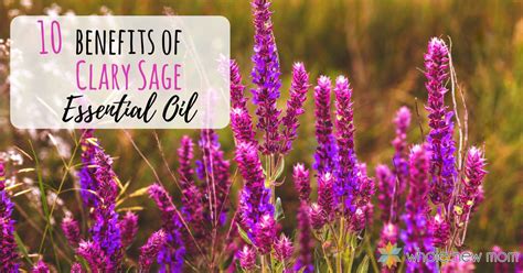 10 Clary Sage Essential Oil Benefits Hormones Insomnia And More