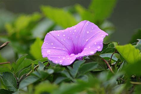 Details 100 Imagen Flores De Campanillas Moradas Abzlocal Mx