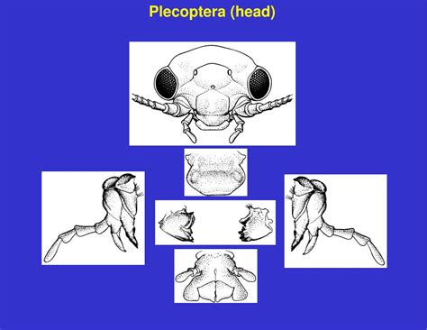 PPT - Order Plecoptera PowerPoint Presentation, free download - ID:4529786