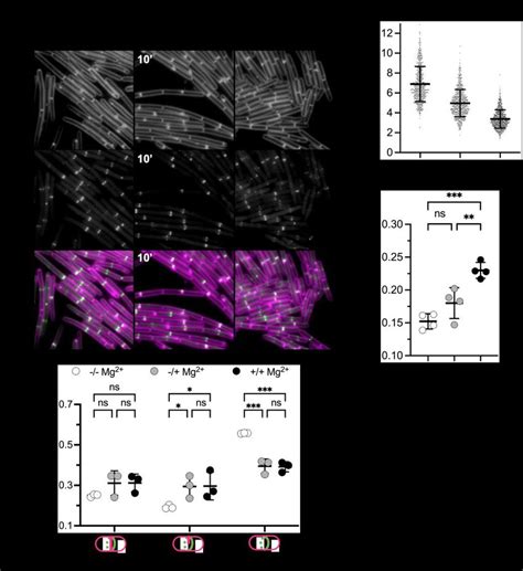 figure  imaging  quantitation  ftsz gfp  mg
