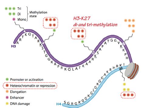 Epigenetics – Molecular Biology 
