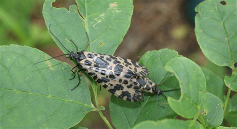 Order Trichoptera - Caddisflies — Coke Smith Wildlife