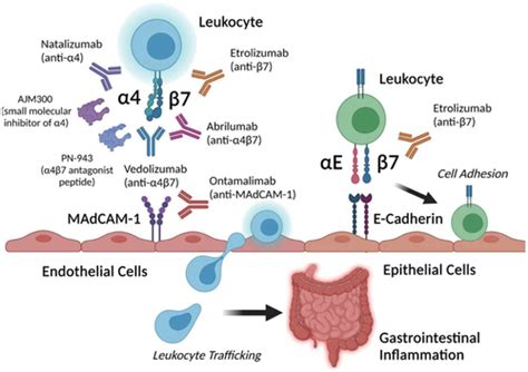 Full Article An Update On The Safety Of Long Term Vedolizumab Use In