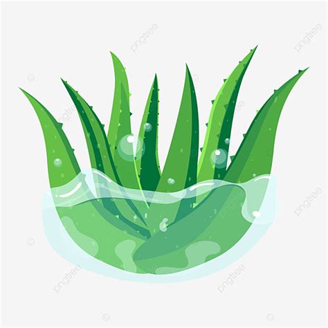 Aloe Vera Plant Vector Hd Png Images Aloe Vera Plant With Water Splash