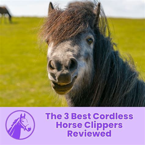 The 3 Best Cordless Horse Clippers Reviewed - OwnTheHorse