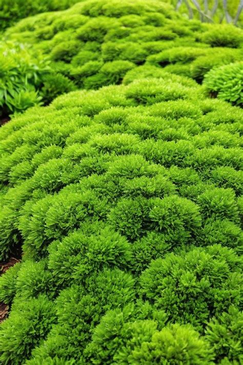 Tactics To Grow Irish Moss From Seed