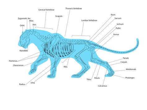 Pin By Nadine On Black Panther Panther Black Jaguar Anatomy Study