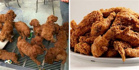 When You Bucket Of Kfc Looks Like A Pack Of Dogs Anyone Up For A Leg