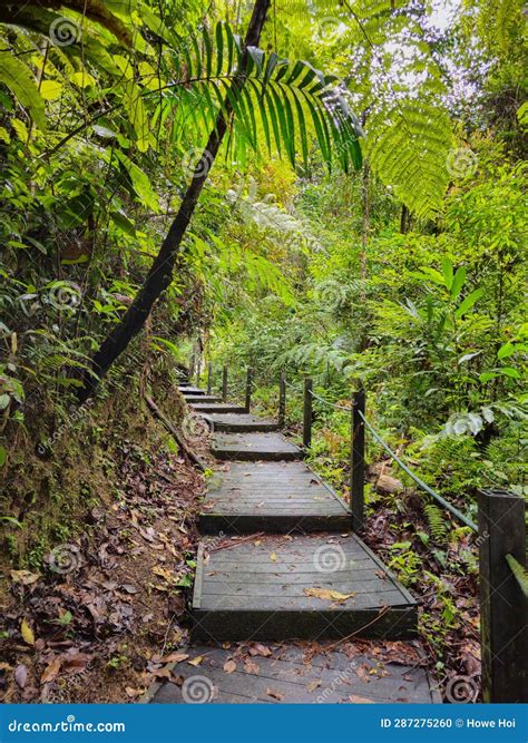 Wooden Walking Footpath in Tropical Forest. Jungle Hiking Trail