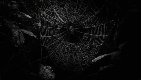 Premium Photo Spider Web With Dew Drops