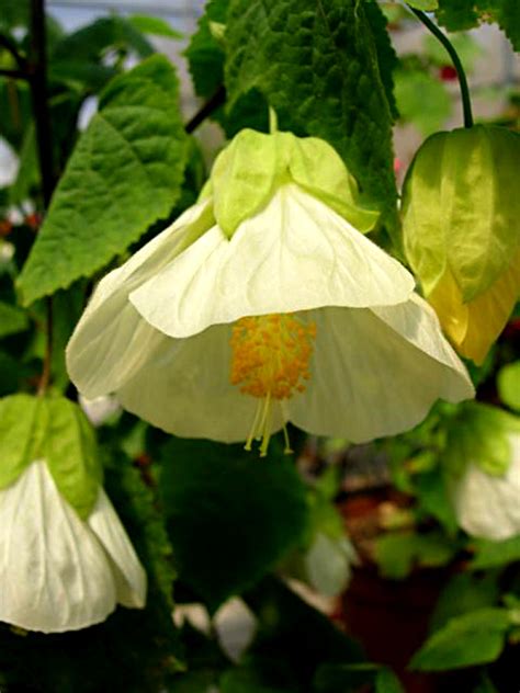 Abutilon Lucky Lantern White 003 PlantHaven International