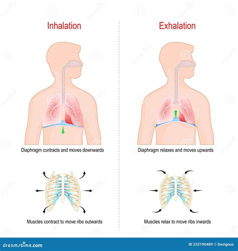 Intercostal Muscles Between Ribs In Anatomical Chest Cage Outline