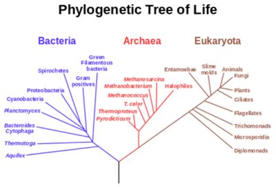 Phylogenetic Trees Flashcards Quizlet