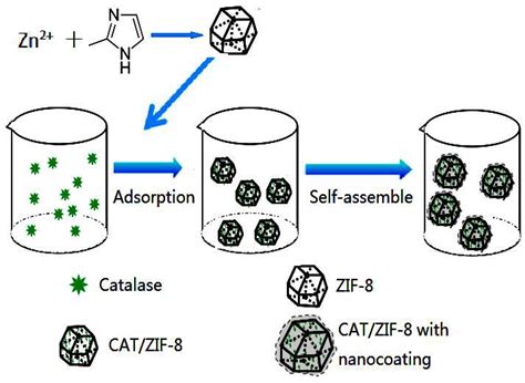 Polymers Free Full Text Enzymes Zif Nanocomposites With