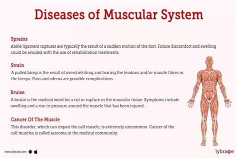 Muscular System (Human Anatomy): Picture, Functions, Diseases, and ...