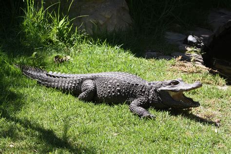 Crocodilo An O Africano Caracter Sticas Nome Cient Fico E Fotos