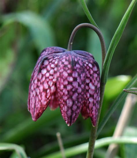 Plant Of The Month For Jun North American Rock Garden Society