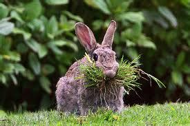 Wild rabbits seldom live longer than a year and graze close to their warren