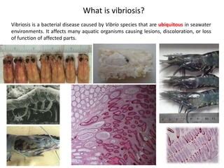 Presentation 5 Review Of Vibriosis In Shrimp Farming Prior To EMS And