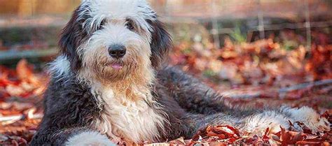 Old English Sheepdog Breed | Origin, History, Personality & Care Needs ...